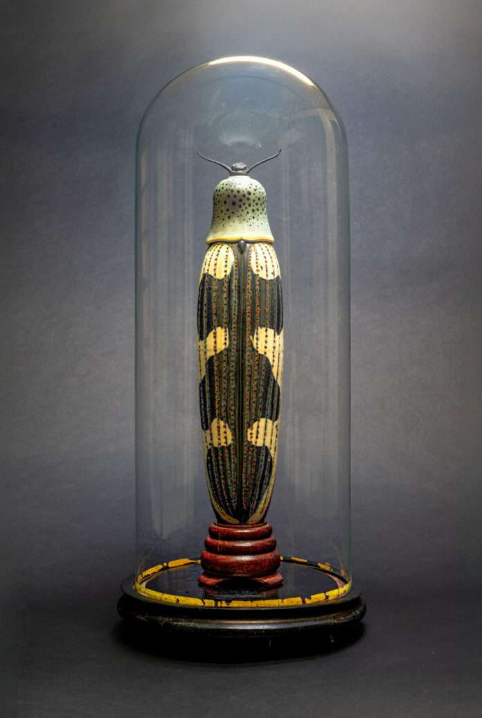 LOYENS. Castiarina Bucolica F 01